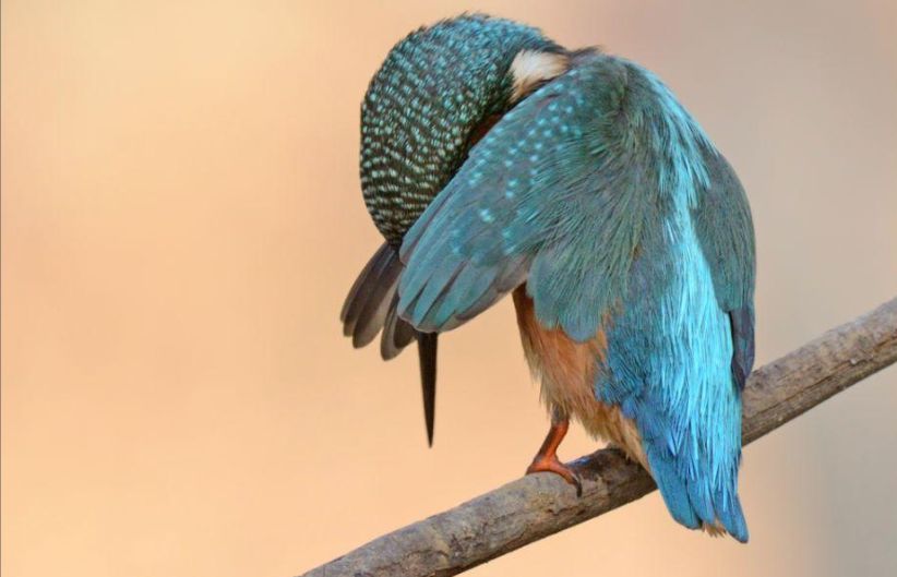 Algunos de los finalistas del Comedy Wildlife Photography Awards. Foto: Comedy Wildlife Photography Awards