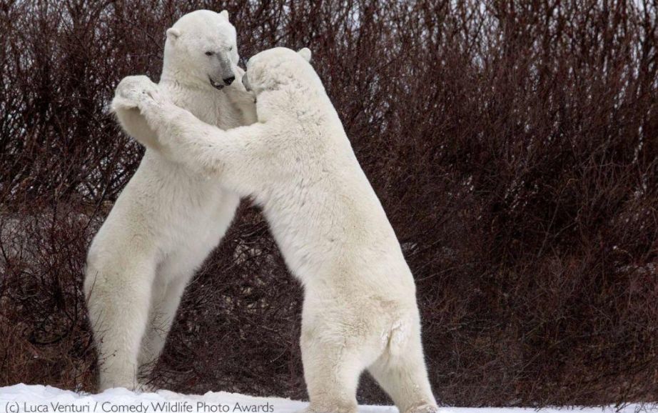 Algunos de los finalistas del Comedy Wildlife Photography Awards. Foto: Comedy Wildlife Photography Awards