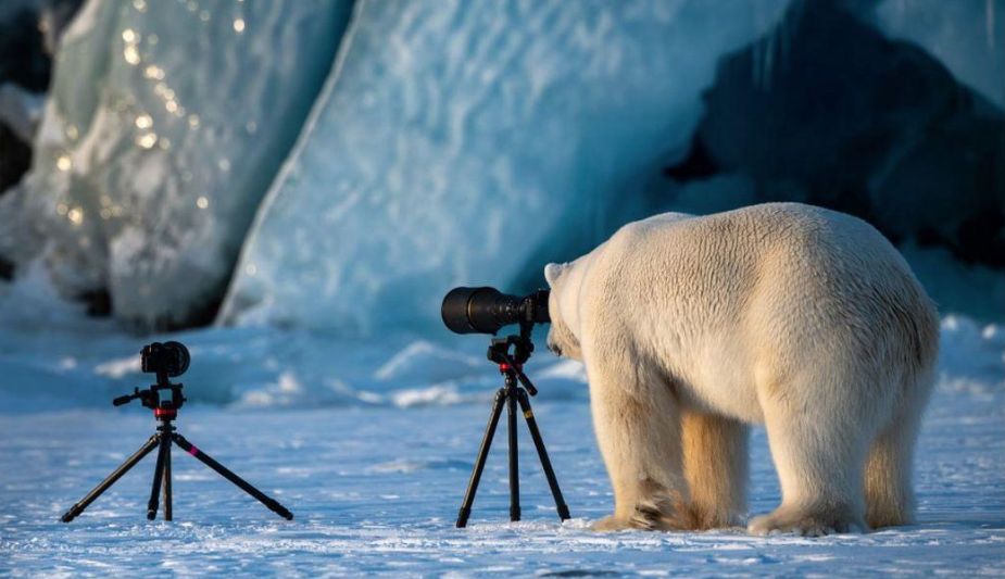 Algunos de los finalistas del Comedy Wildlife Photography Awards. Foto: Comedy Wildlife Photography Awards