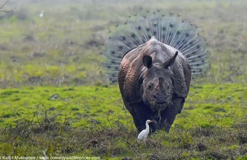 Algunos de los finalistas del Comedy Wildlife Photography Awards. Foto: Comedy Wildlife Photography Awards