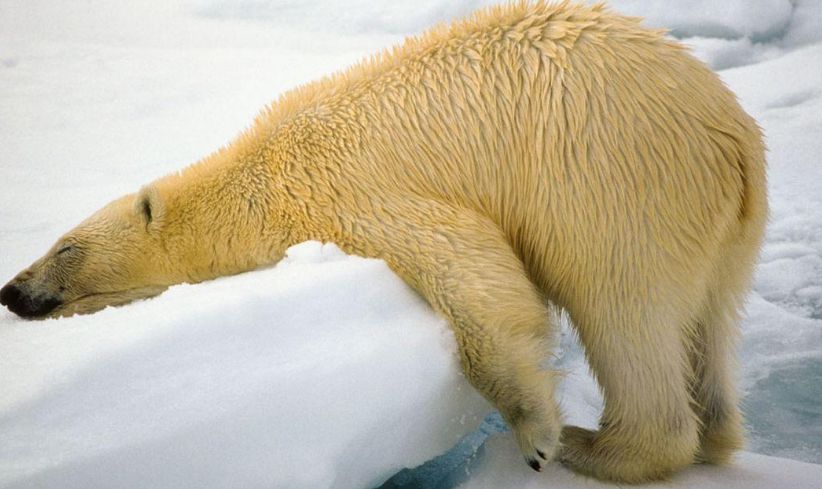 Algunos de los finalistas del Comedy Wildlife Photography Awards. Foto: Comedy Wildlife Photography Awards