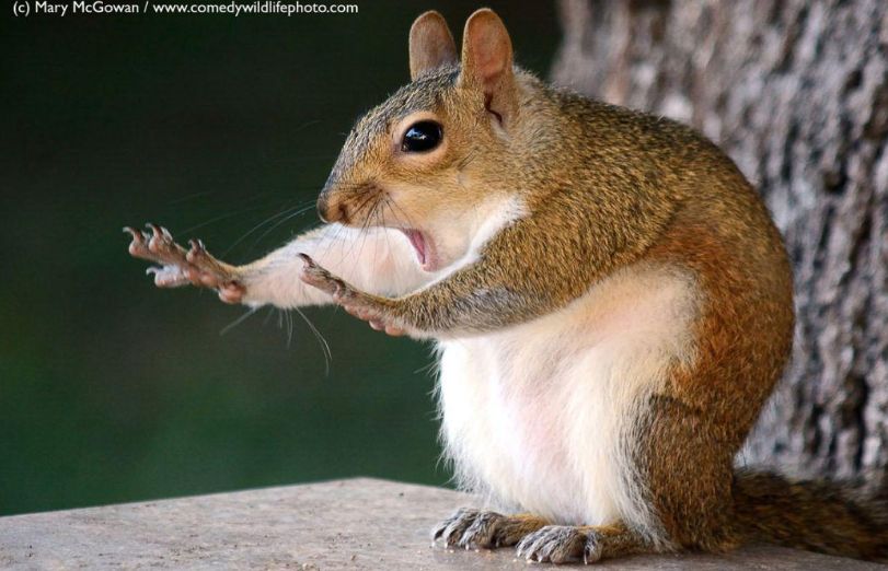 Algunos de los finalistas del Comedy Wildlife Photography Awards. Foto: Comedy Wildlife Photography Awards