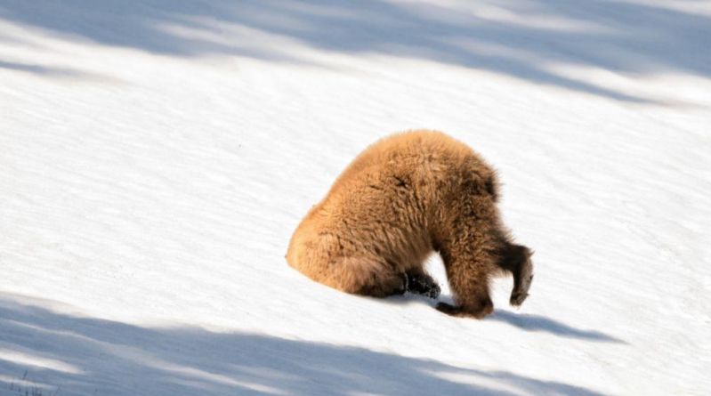 Algunos de los finalistas del Comedy Wildlife Photography Awards. Foto: Comedy Wildlife Photography Awards