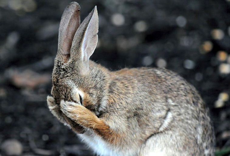 Algunos de los finalistas del Comedy Wildlife Photography Awards. Foto: Comedy Wildlife Photography Awards