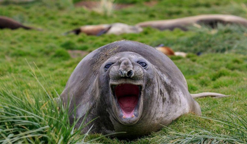 Algunos de los finalistas del Comedy Wildlife Photography Awards. Foto: Comedy Wildlife Photography Awards