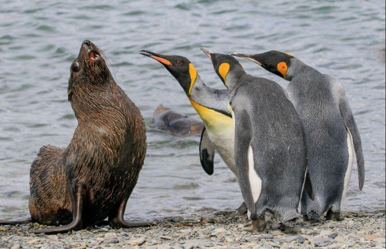 Algunos de los finalistas del Comedy Wildlife Photography Awards. Foto: Comedy Wildlife Photography Awards