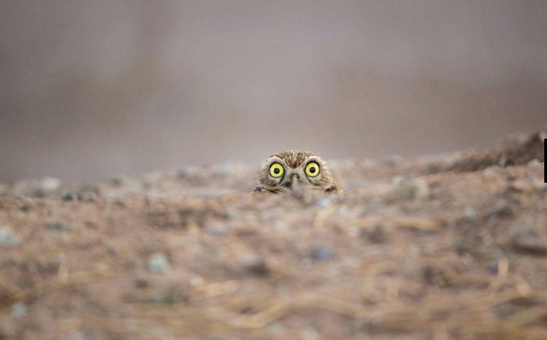 Algunos de los finalistas del Comedy Wildlife Photography Awards. Foto: Comedy Wildlife Photography Awards