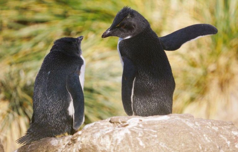 Algunos de los finalistas del Comedy Wildlife Photography Awards. Foto: Comedy Wildlife Photography Awards