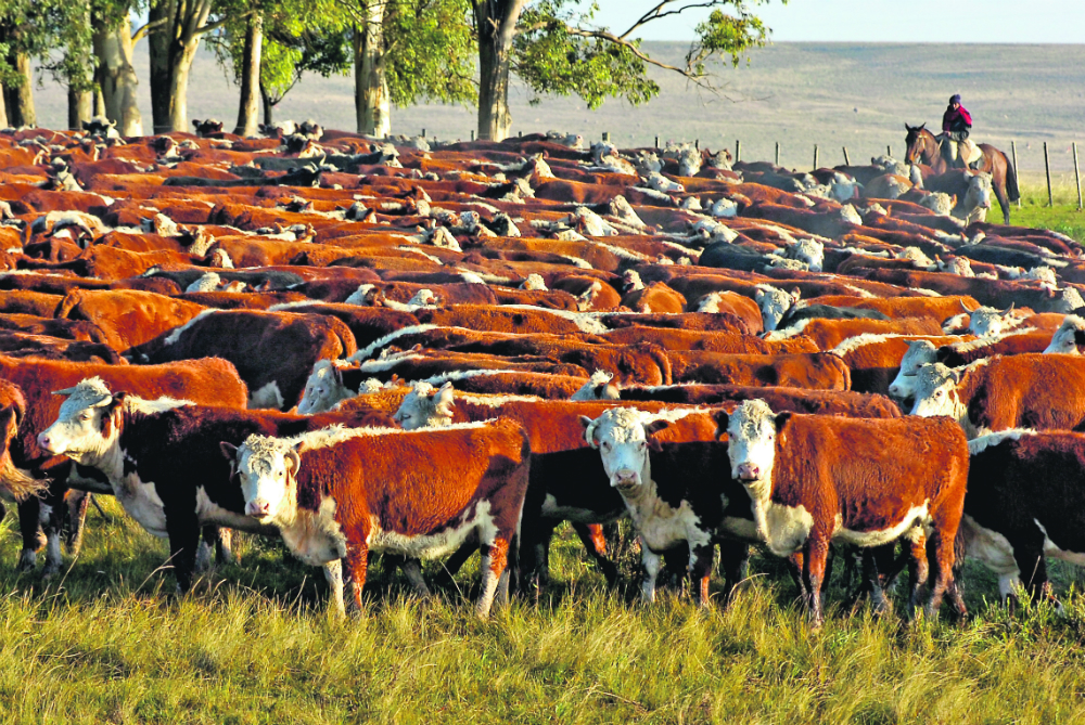 La inversión ganadera nacional es catalogada como una inversión “segura”. Es uno de los negocios más atractivos aunque no de los más rentables. Foto: archivo El País
