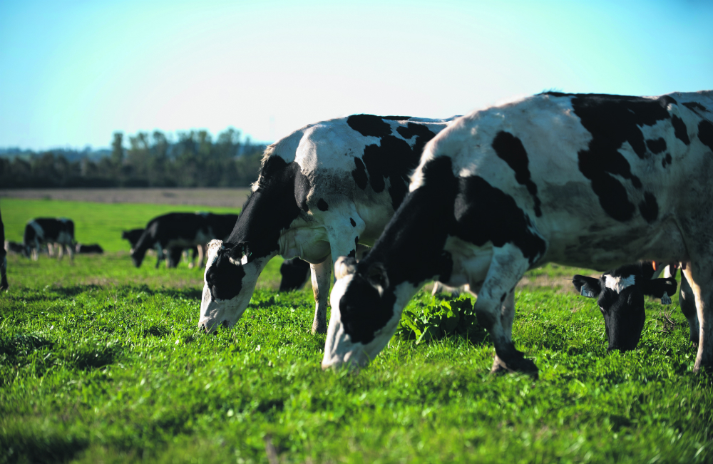 UAG: la empresa modificó su modelo de negocios y en vez de producir pasó a arrendar sus tierras. Foto: F. Ponzetto