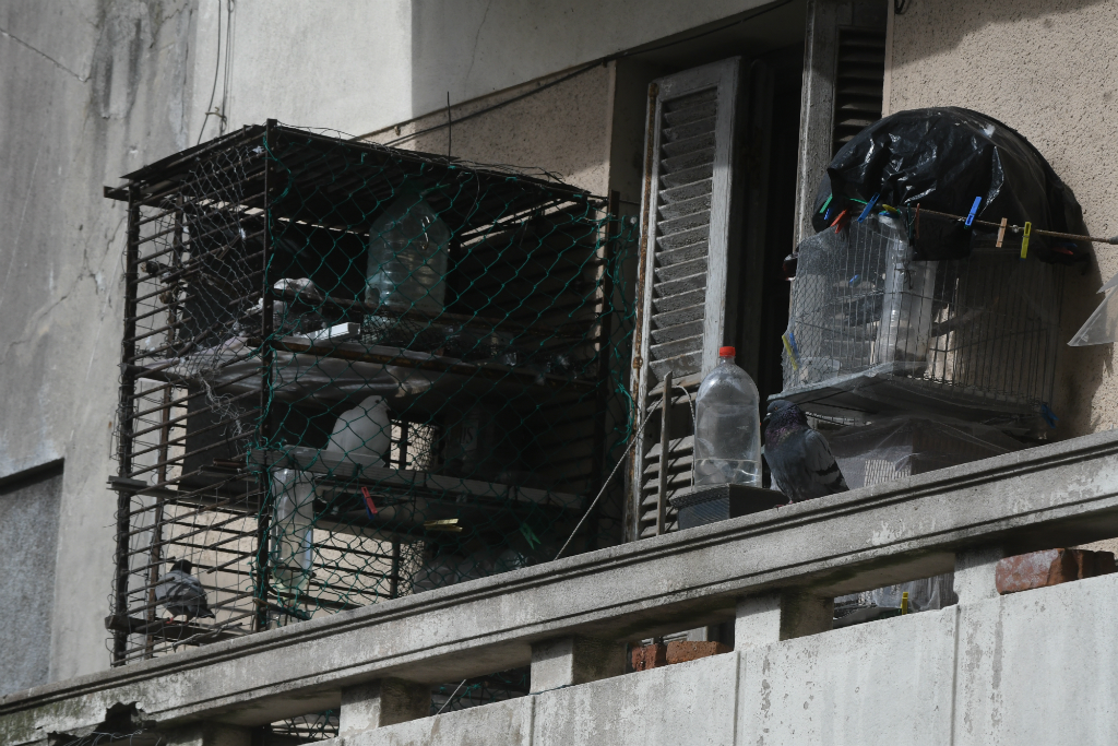 Al balcón de Claudia llegan 50 palomas todos los días. Foto: Francisco Flores
