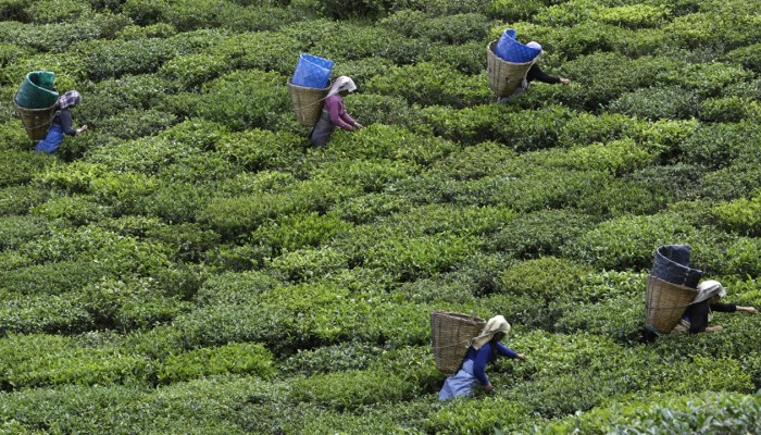 Temi. La plantación de té en Sikkim produce entre 80 y 100 toneladas al año. Foto: Reuters.