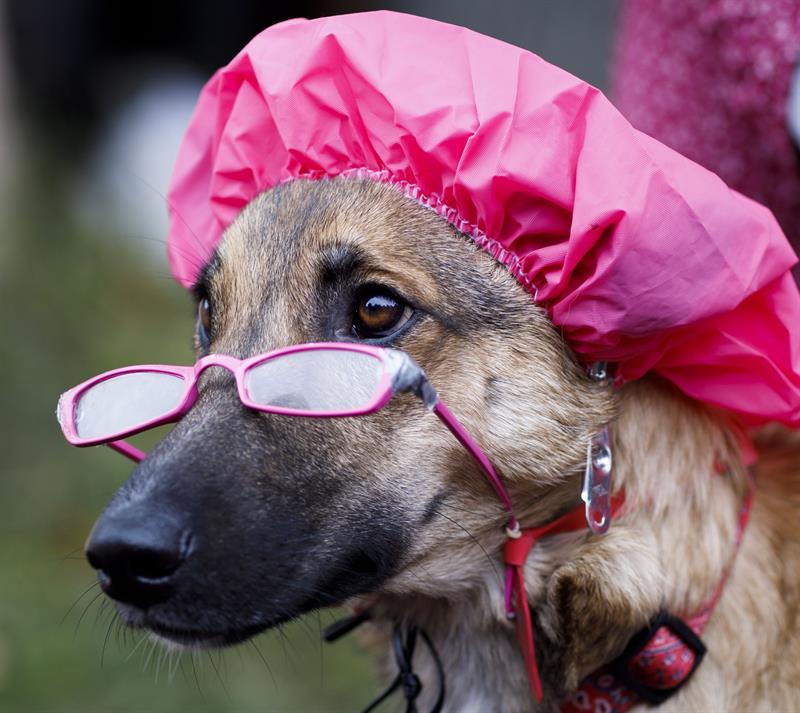 Halloween en Estados Unidos. Foto: EFE