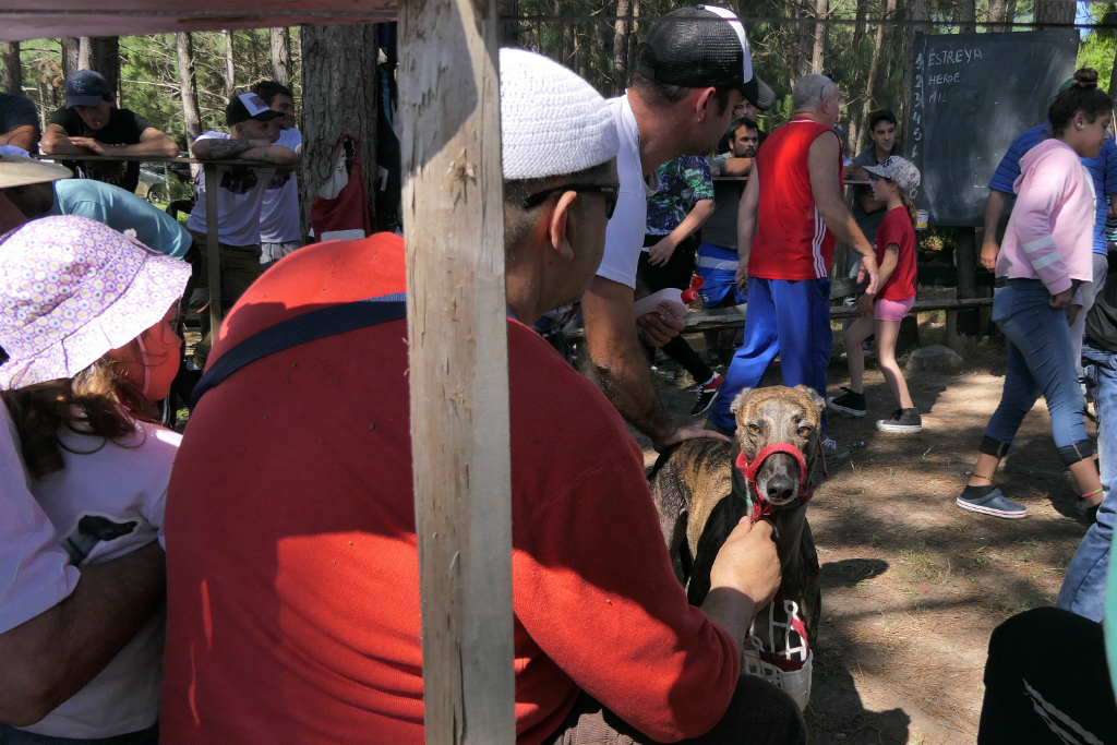 Antes de correr los perros deben pasar por una revisión veterinaria. Se les hace solo un chequeo. Foto: Ricardo Figueredo