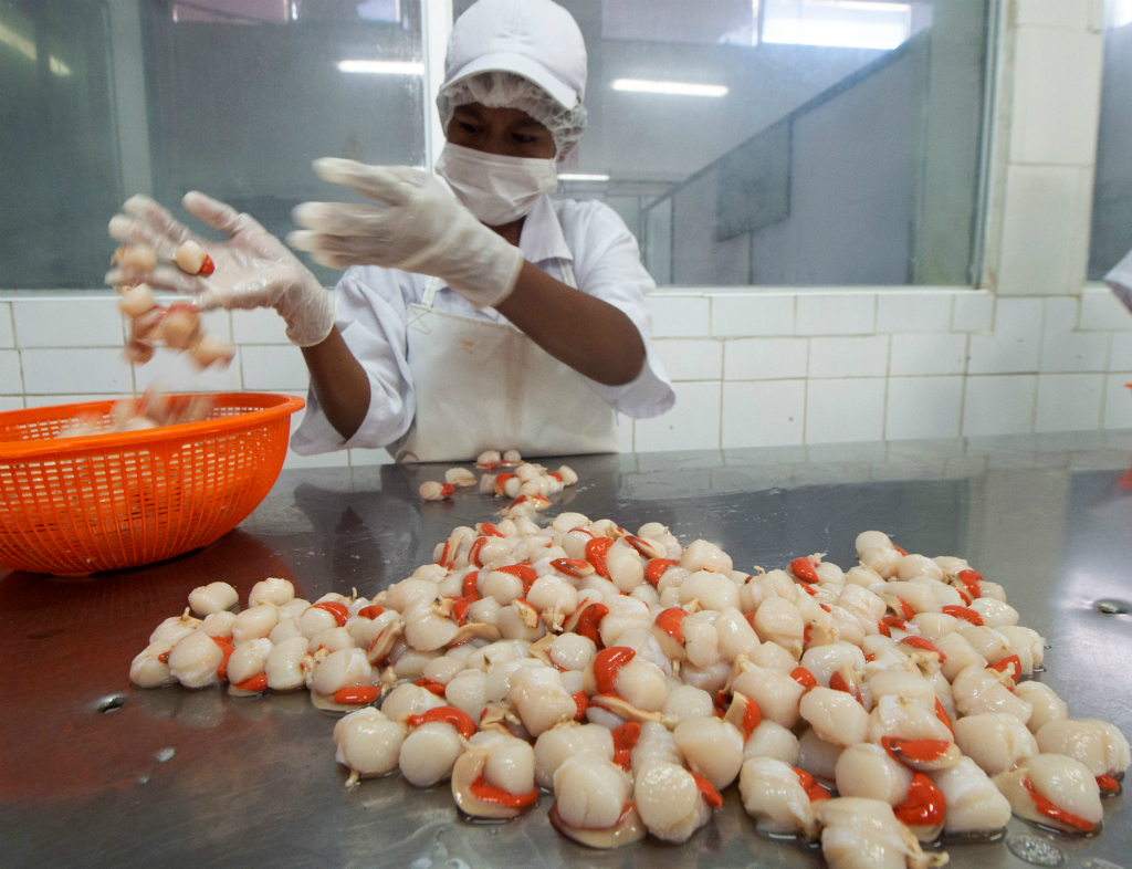 Estos mariscos han convertido a Perú en potencia mundial. Foto: AFP