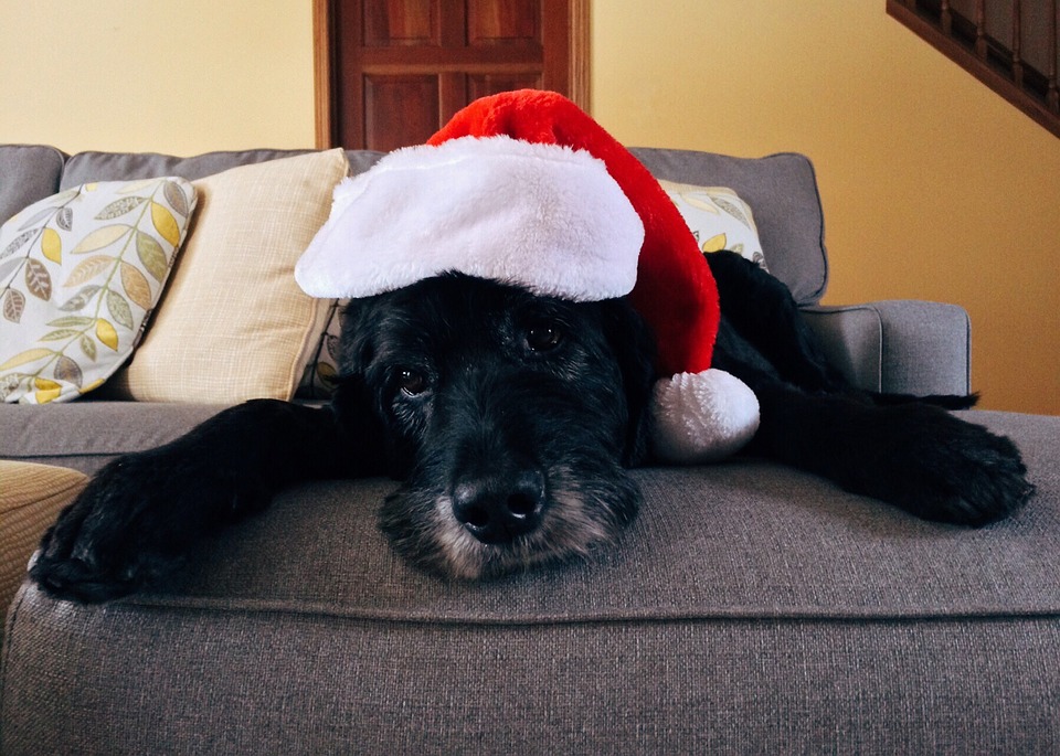 Perro en navidad. Foto: Pixabay