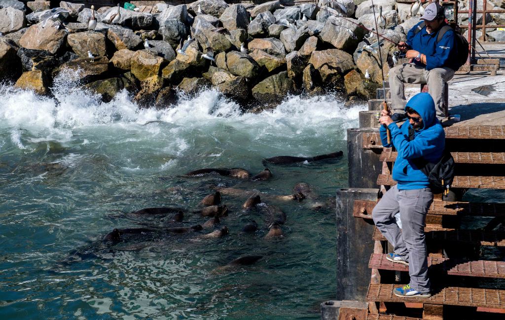 Lobos marinos, un problema para los pescadores chilenos. Foto: AFP