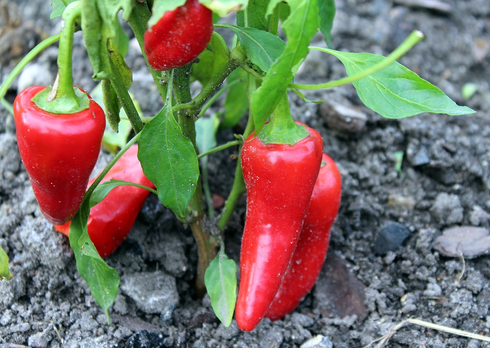 Paprika. Foto: Pixabay