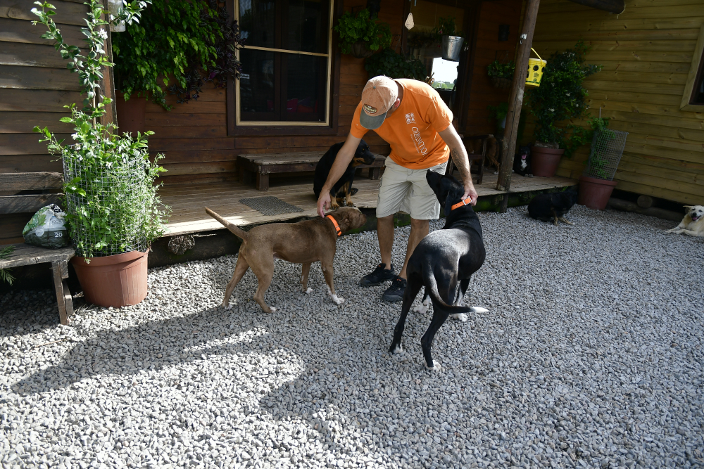 Animales Sin Hogar, Juan Echevarría