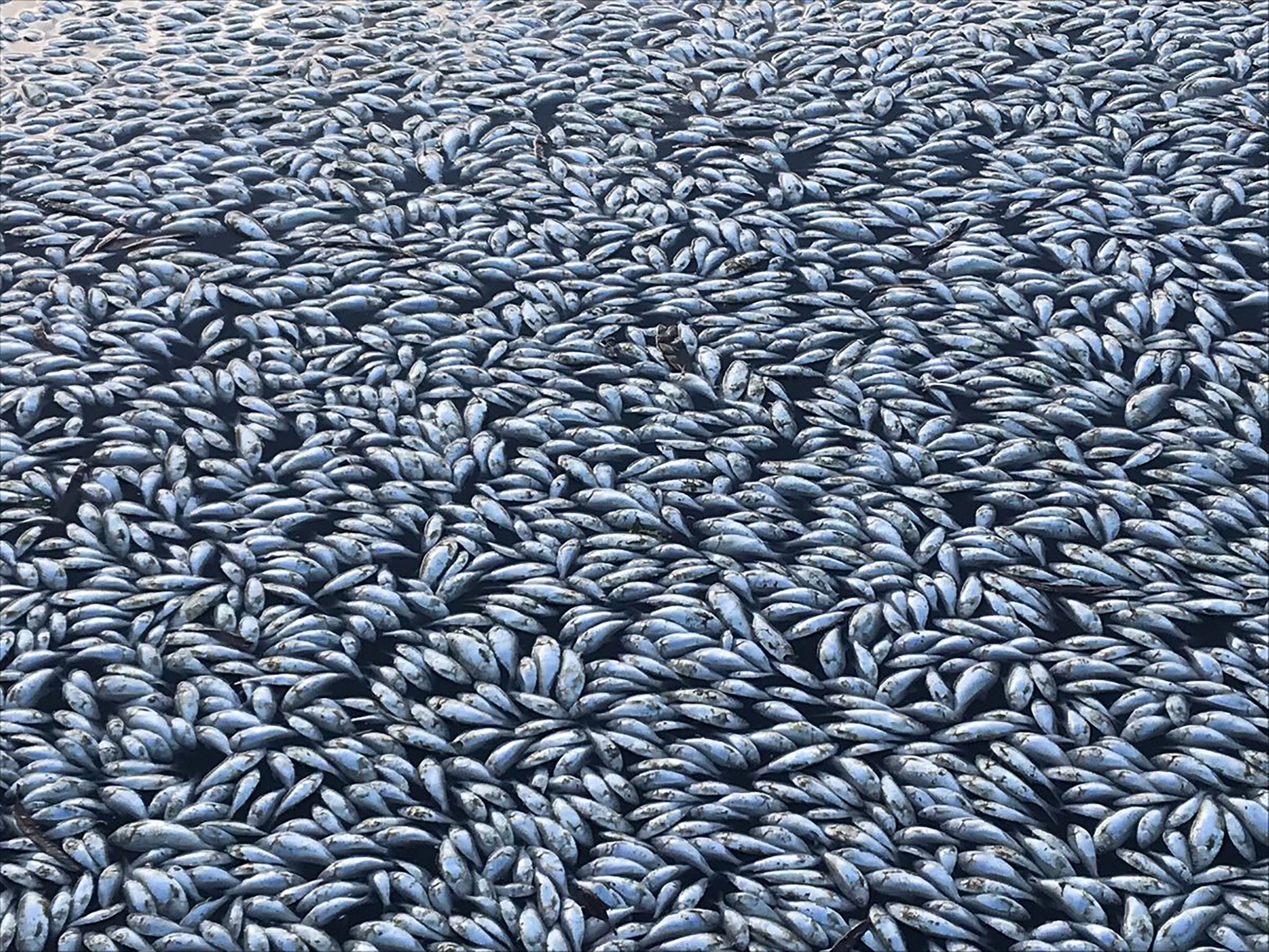 Peces muertos en Australia. Foto: AFP