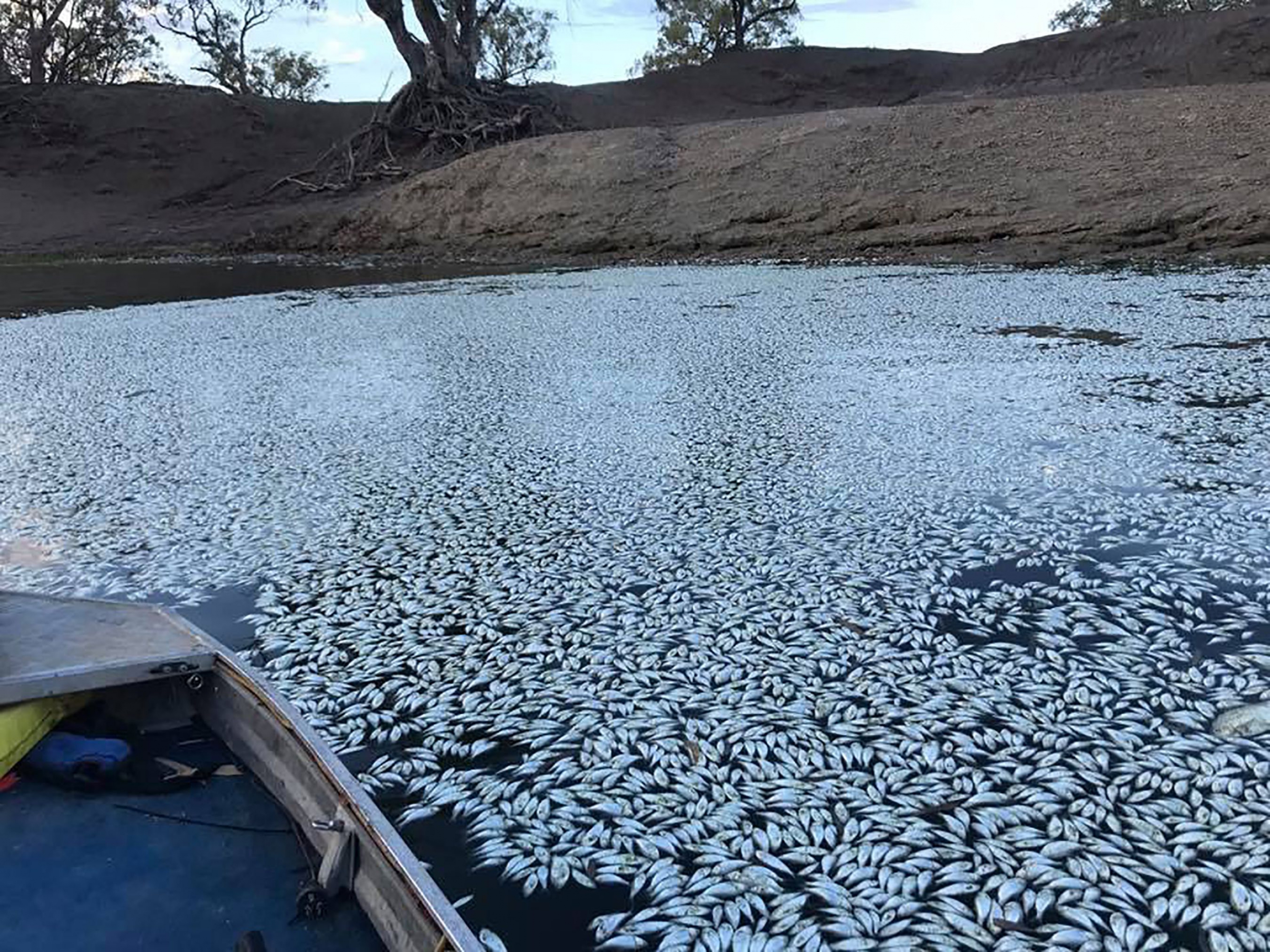 Peces muertos en Australia. Foto: AFP