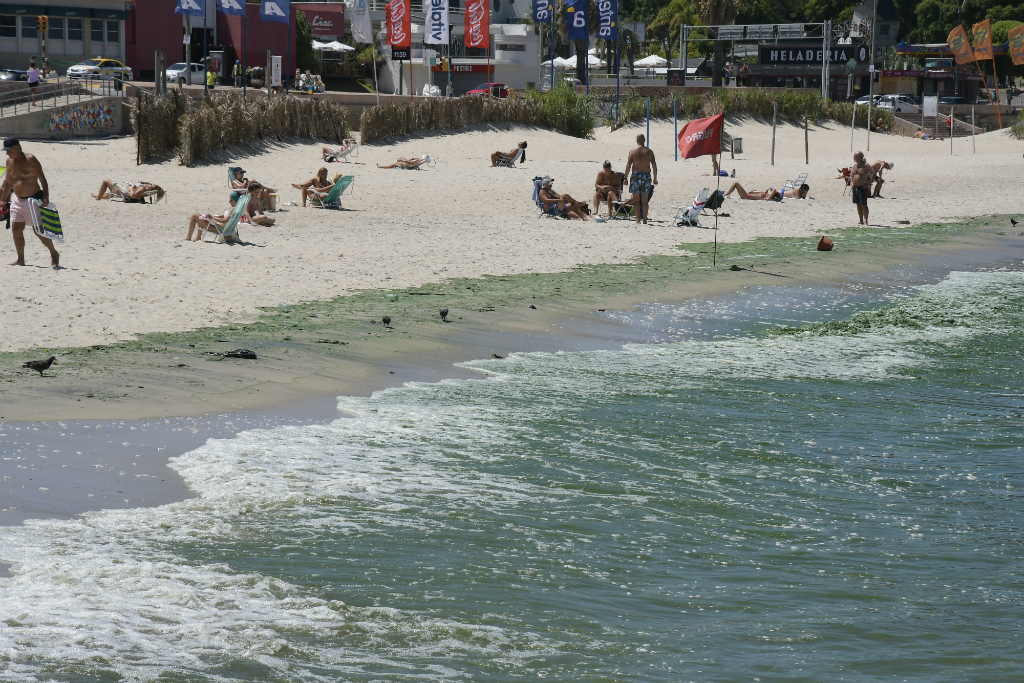 Cianobacterias en playas uruguayas. Foto: Leonardo Mainé