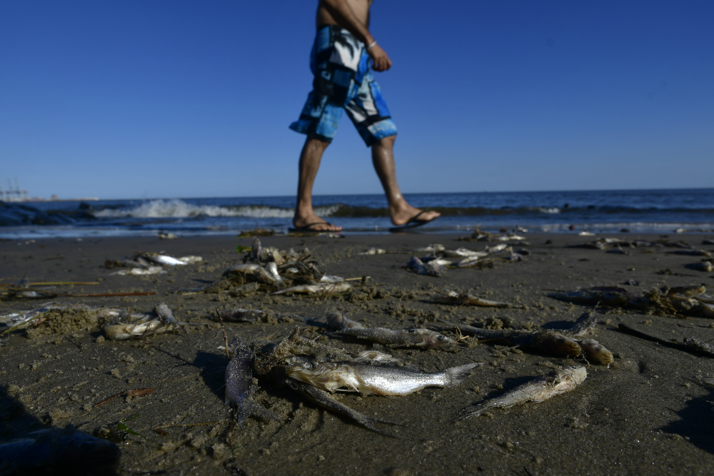 Peces muertos en la Playa del Cerro. Foto: Fernando Ponzetto