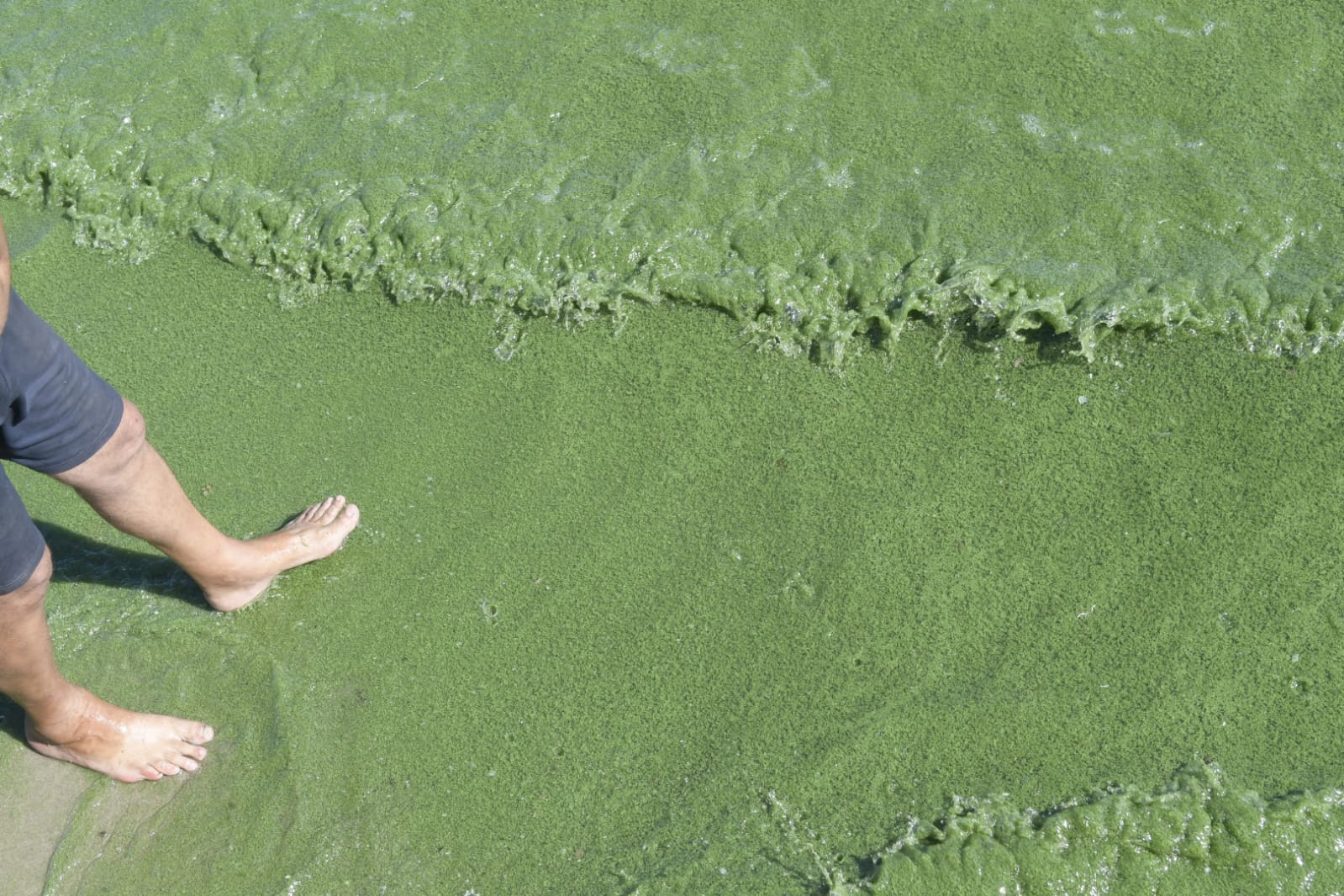 Cianobacterias en la playa Ramírez. Foto: Marcelo Bonjour
