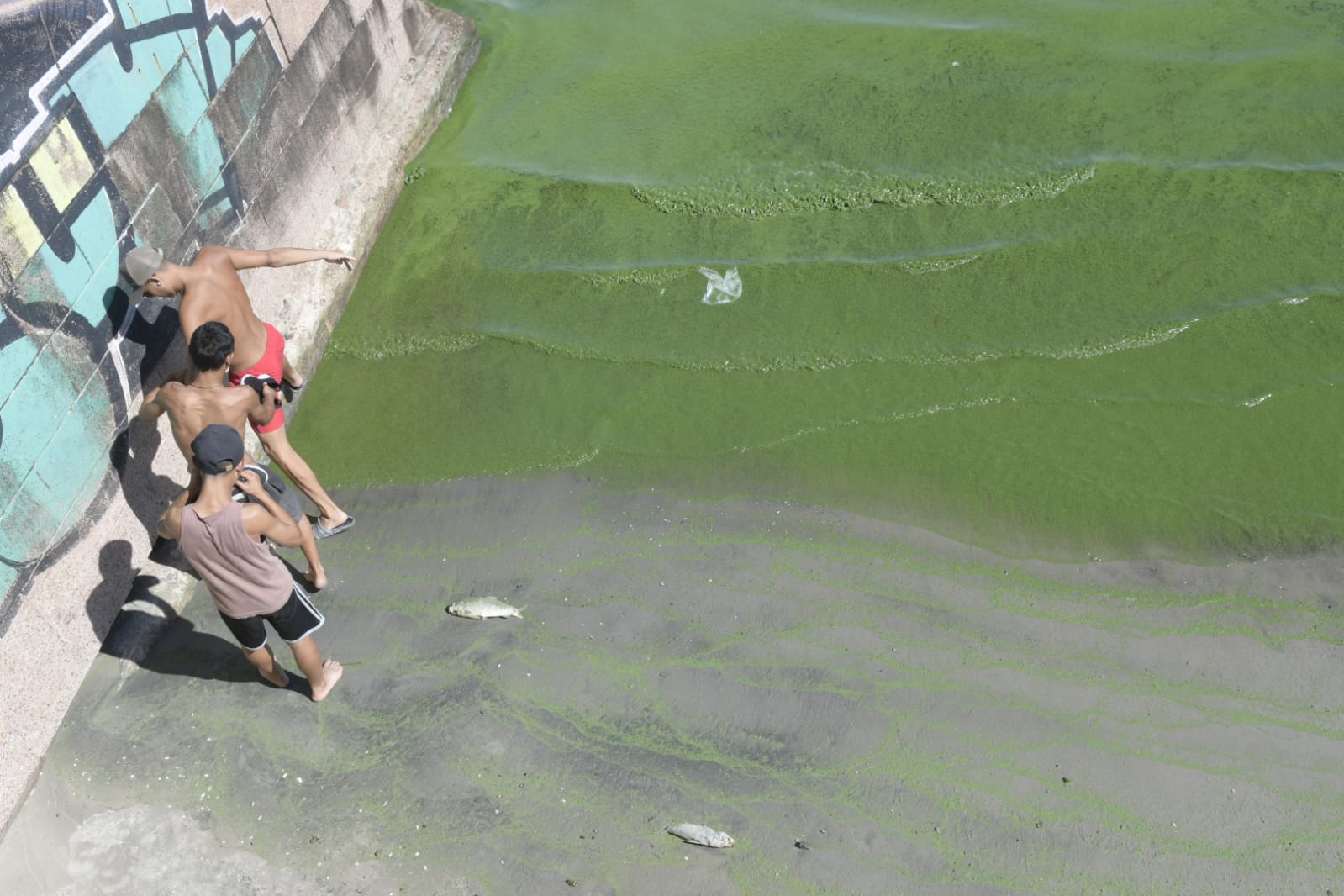 Cianobacterias en la playa Ramírez. Foto: Marcelo Bonjour