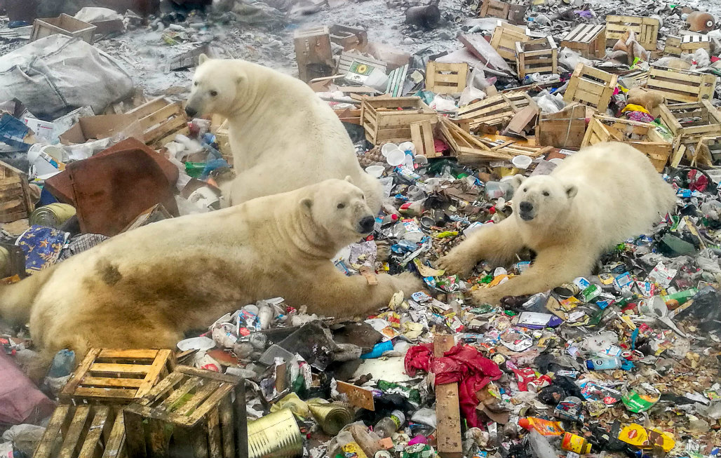 La imagen que recorrió el mundo, los osos comiendo basura. Foto: AFP