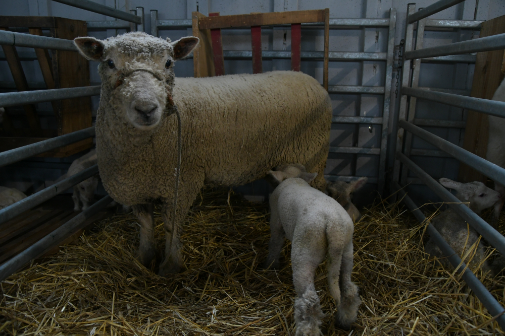 Corderos: editados genéticamente para ser "mejores" fueron el gran logro de Menchaca. Foto: archivo El País