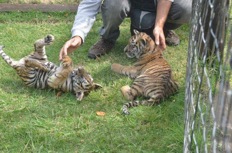 El Bioparque de Durazno tiene varios ejemplares de animales. Foto: Víctor Darwin Rodríguez