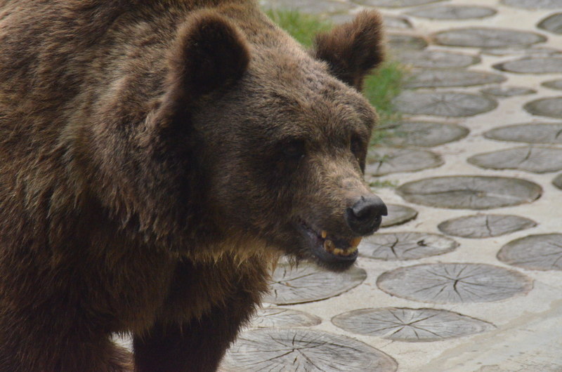 Oso en Bioparque de Durazno. Foto: Víctor Darwin Rodríguez