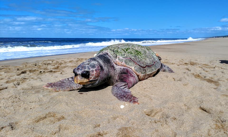 Buti dijo que la tortuga marina tenía el "cuerpo seco y respiraba dificultosamente". Foto: Carlos Buti.