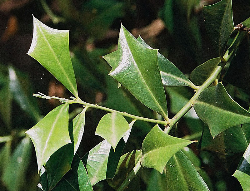 Sombra de toro. Foto: Wikimedia Commons