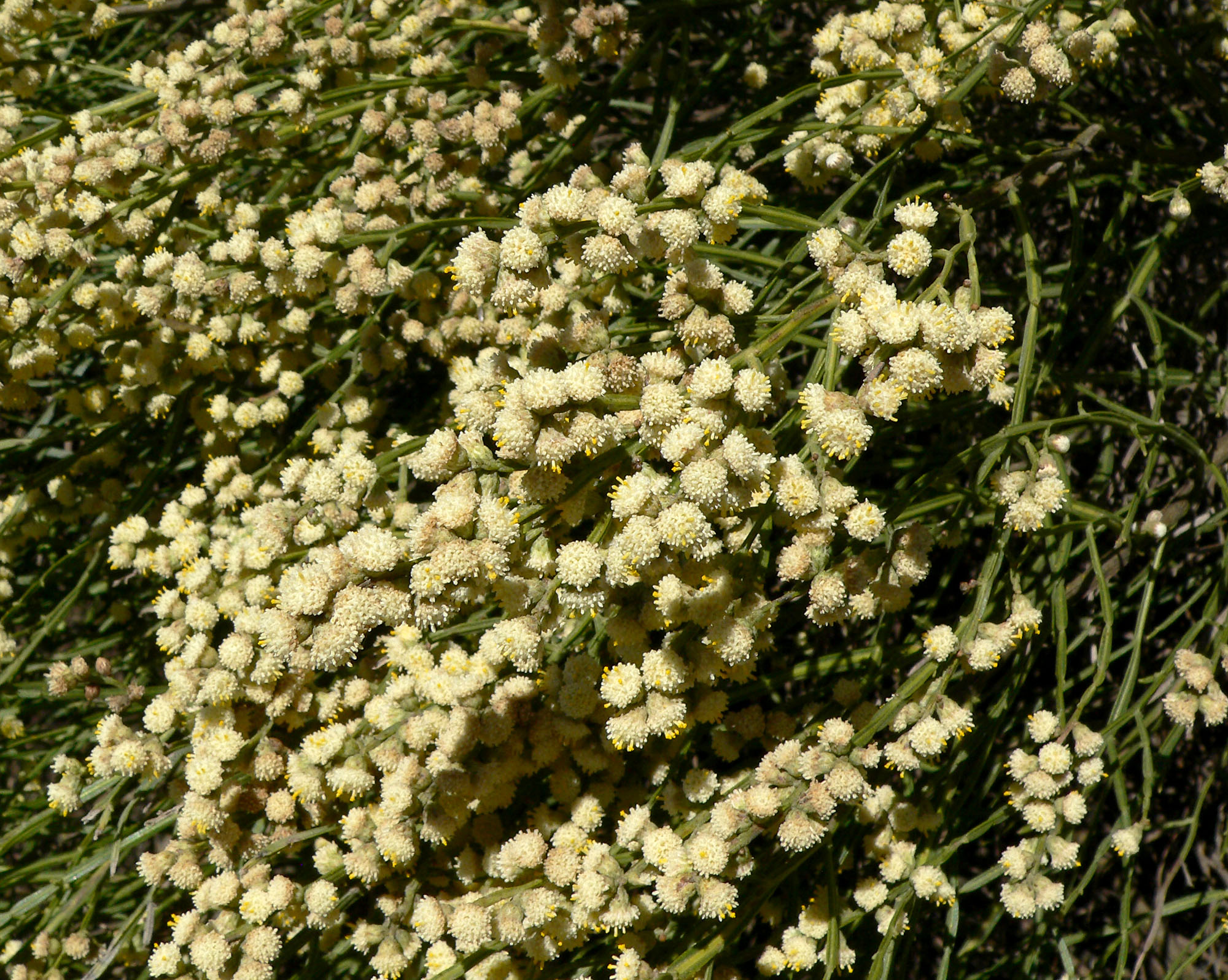 Carqueja Foto: Wikimedia Commons