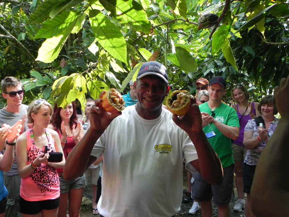 plantación cocoa República Dominicana