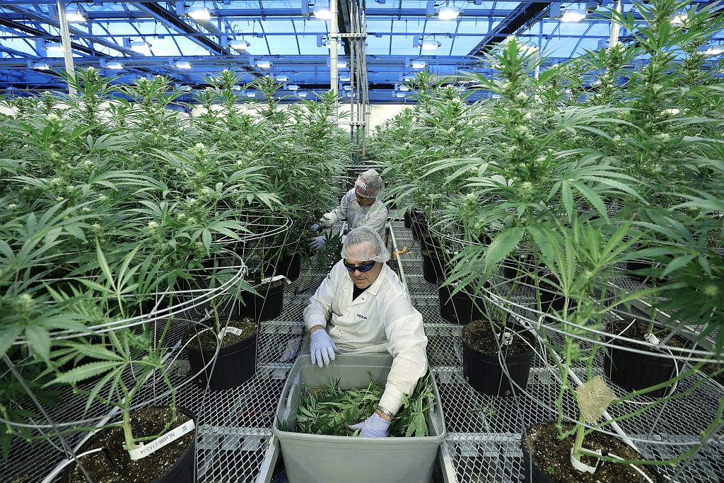 Producción. En Uruguay, se estima que este año cierre con más de 1.000 hectáreas plantadas. (Foto: Reuters)