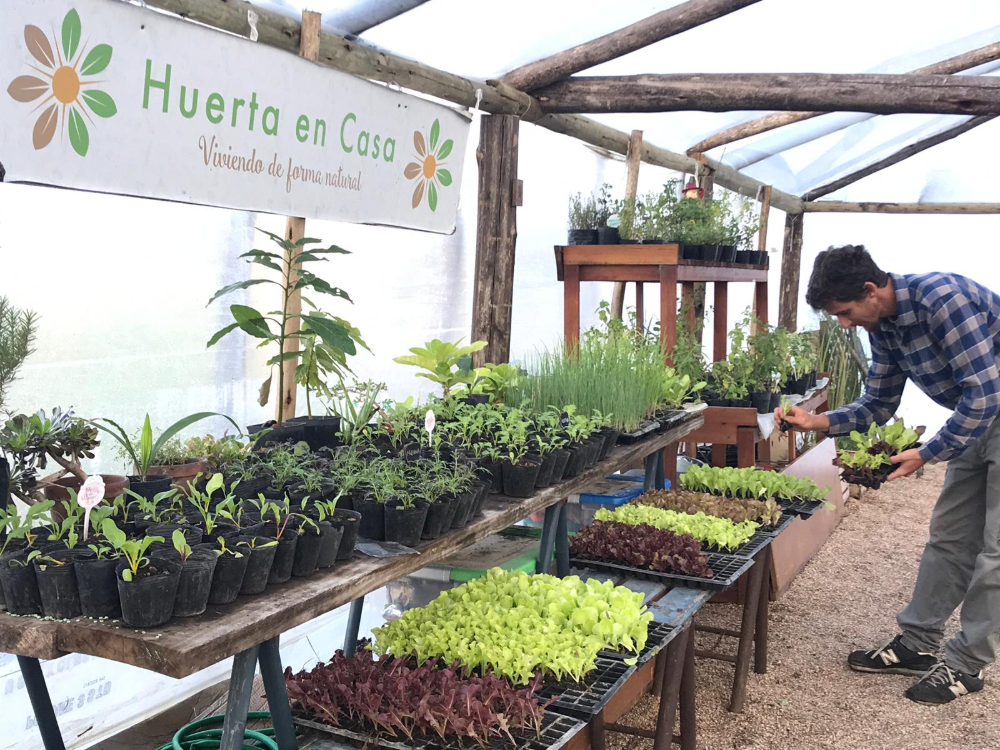 Proyecto Huerta en Casa