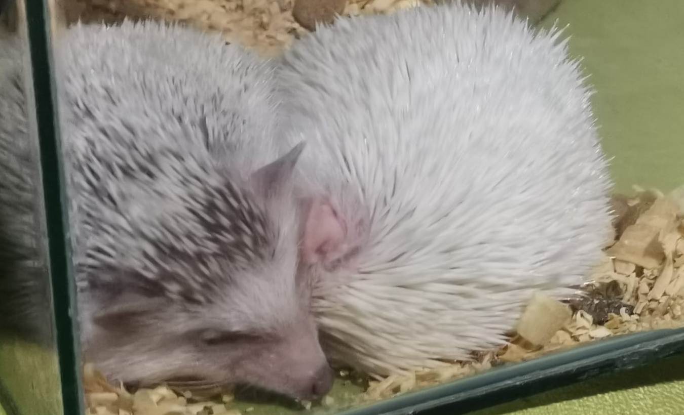 Incautaron especies exóticas durante Operación Amazonas. Foto: Ministerio del Interior