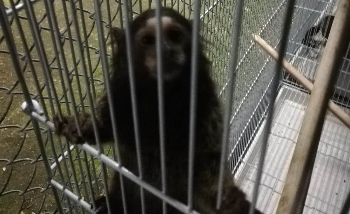 Incautaron especies exóticas durante Operación Amazonas. Foto: Ministerio del Interior