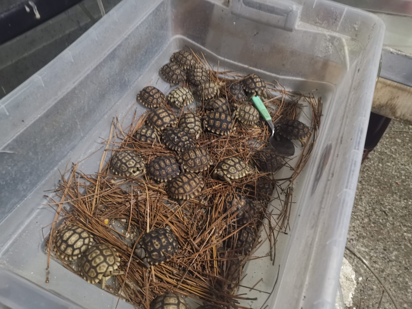 Incautaron especies exóticas durante Operación Amazonas. Foto: Ministerio del Interior