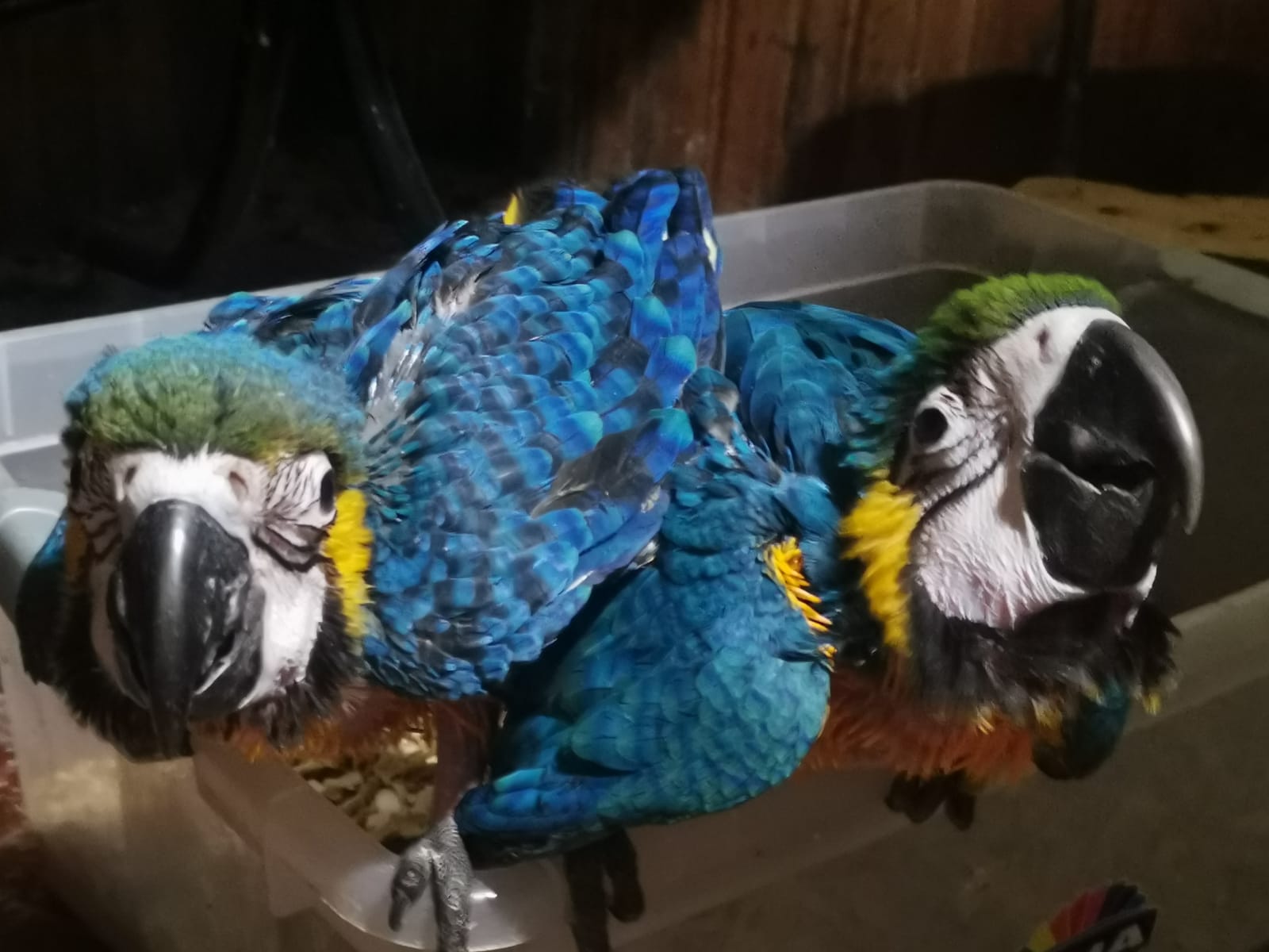 Incautaron especies exóticas durante Operación Amazonas. Foto: Ministerio del Interior