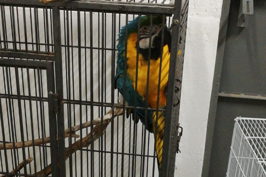 Incautaron especies exóticas durante Operación Amazonas. Foto: Ministerio del Interior