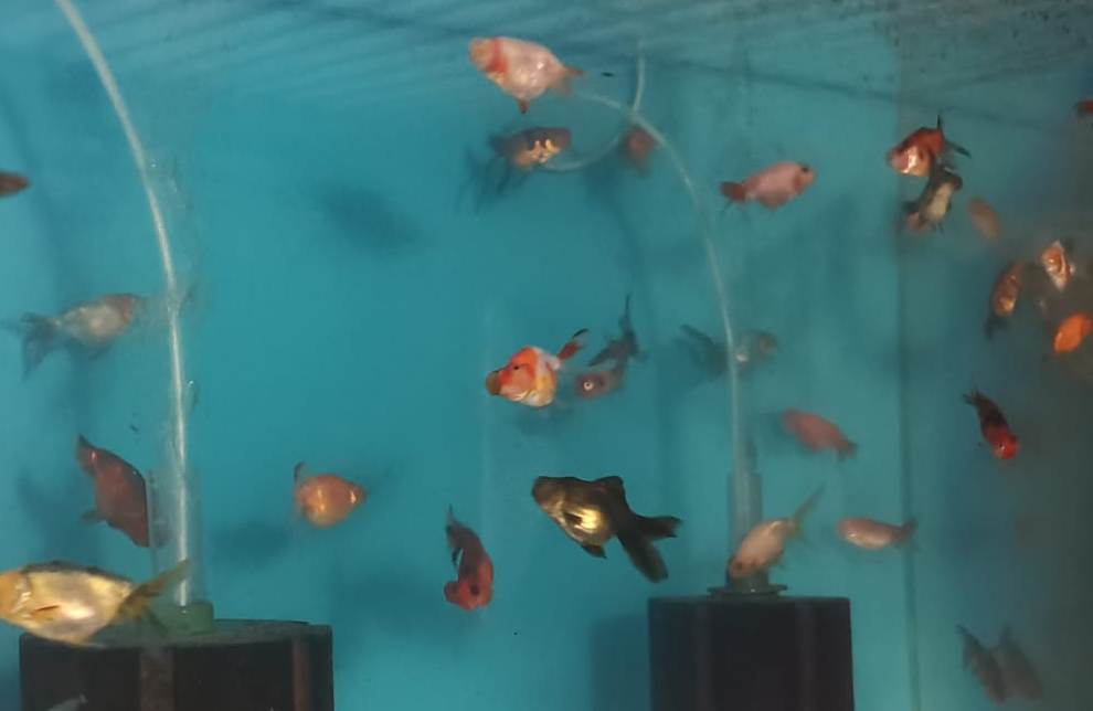 Incautaron especies exóticas durante Operación Amazonas. Foto: Ministerio del Interior