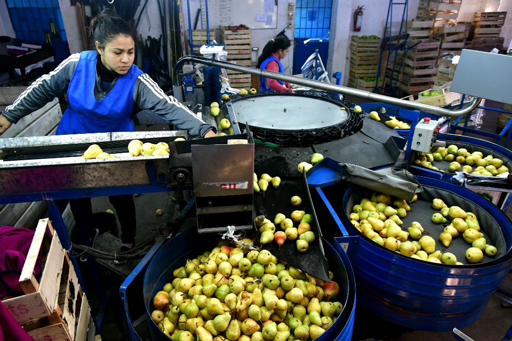 Mujer trabaja en empresa que procesa frutas. Foto: Fernando Ponzetto