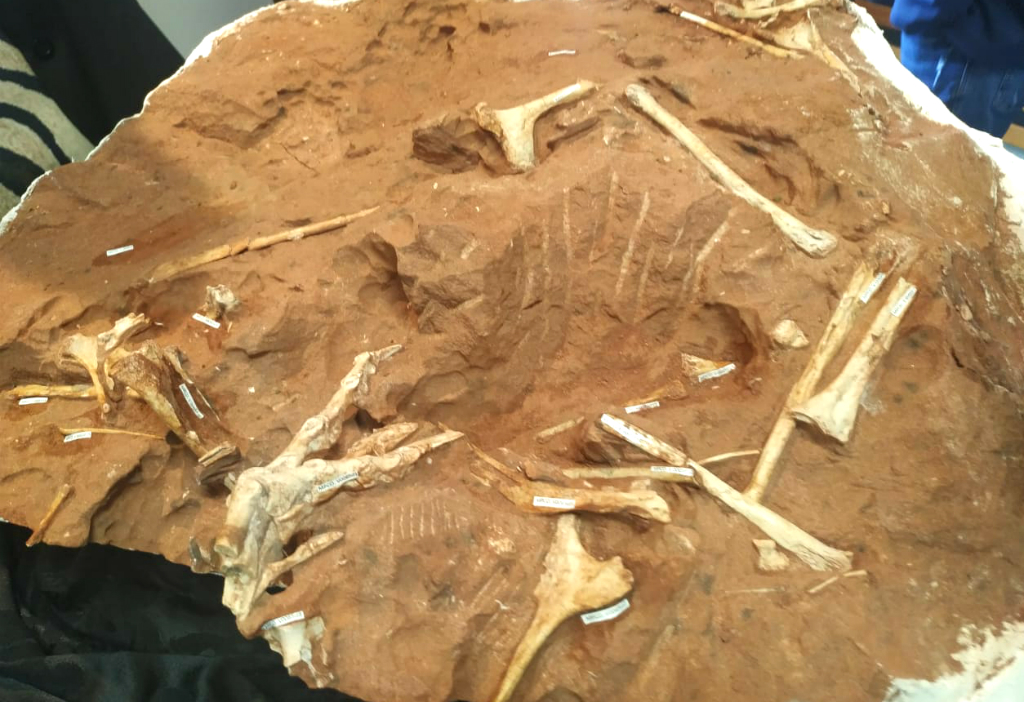 Los restos del nuevo dinosaurio descubierto en Brasil. Foto: AFP