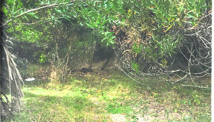 Expediente Lola Chomnalez