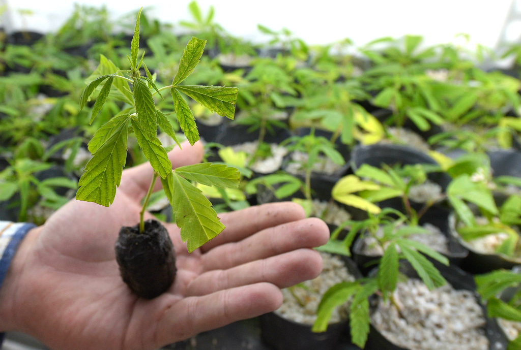 Planta de marihuana. Foto: AFP