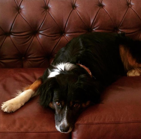 Border Collie en el sofá